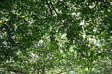 《REPO》爆红厂商始料未及：前一天还在为房租而祈祷